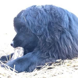 Meet your Posher, Jerry